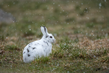 Mountain Hare (Lepus timidus), Lofoten Islands, Norway