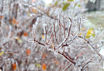 Branches of bush covered with ice after rain in frost in winter close-up. Frozen plants. After icy rain. Freezing rain. Winter, wintry, cold, ice, icy, frosty. A natural phenomenon. Natural background
