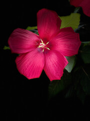 Pink Hibiscus