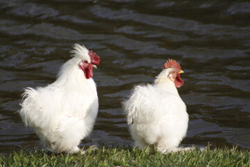 CHICKEN IN THE LAKE