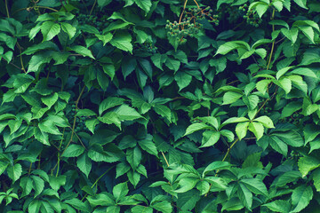 Parthenocissus leaves green natural background. Green grape leaves on the wall close-up. Wild grapes.