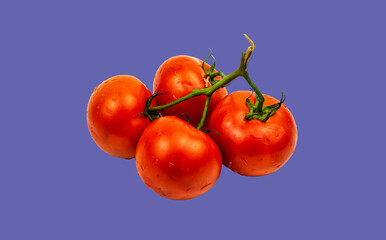Tomatoes are red with a green stem on a purple background
