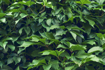 Parthenocissus leaves green natural background. Green grape leaves on the wall close-up. Wild grapes.