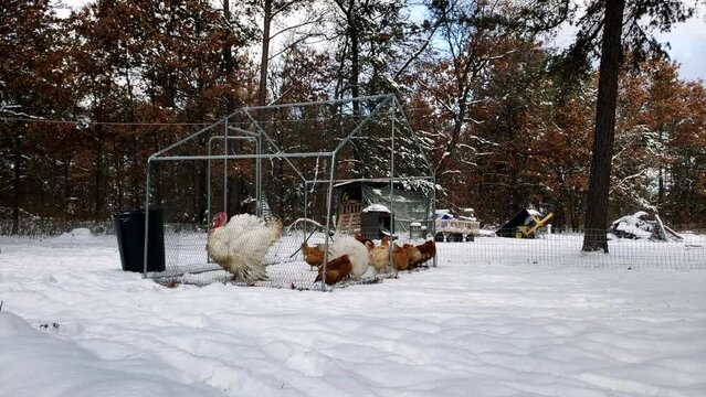White large Turkeys and chickens broilers waiting in snow in enclosure to be processed.