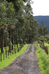 Camino rodeado de &aacute;rboles