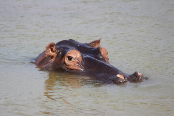 Fototapeta na wymiar Hippopotamus 