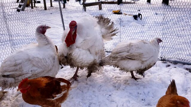 Close up of white adult turkeys and some chickens waiting in snow in small enclosure to be processed
