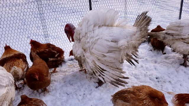 Large adult male white turkey being held with chicken waiting in snow to be processed.