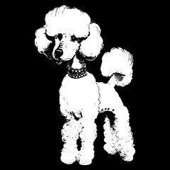 Cute Poodle cartoon image, hand drawn vector portrait ,black and white drawing of dog