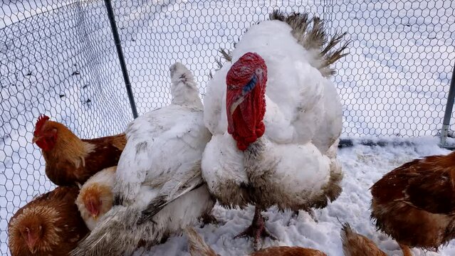 Large adult male and female white turkeys being held with chicken waiting in snow to be processed.