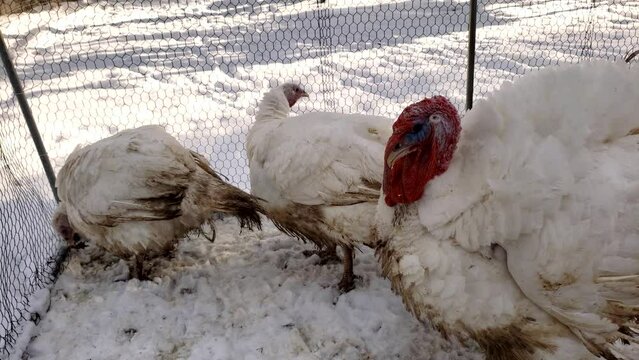 White adult turkeys held with chicken in small enclosure waiting to be processed.