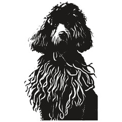 Poodle cartoon face image hand drawn ,black and white drawing of dog