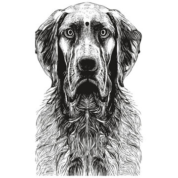 Pointer German Shorthaired vector portrait hand drawn ,black and white drawing of dog Kurzhaar