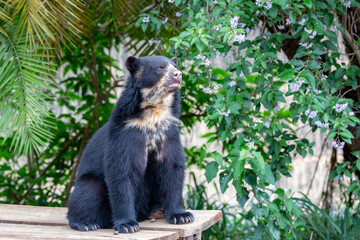 Obraz premium Great Spectacled bear (Tremarctos ornatus) sitting on wooden dais in selective focus