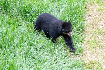 Spectacled bear (Tremarctos ornatus) walking through tall grass in top view
