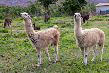 Two Spitting Llamas in a Pasture Field of Green in Santiago, Chile