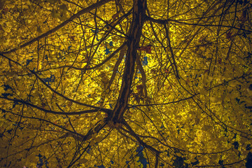 Background yellow foliage in a autumn night in Milan