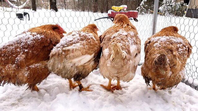 Four adult chicken held in enclosure while snowing and waiting to be processed.