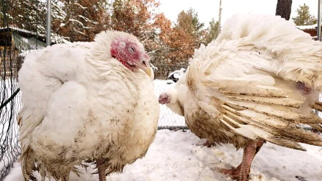 Male and female adult white turkeys held in outdoor enclosure in winter while waiting to be processed.