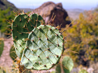 Wild Cactus in the Desert Photographed in El Paso Texas © julia
