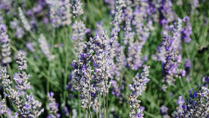 close up of lavender flowers fields in region provence france