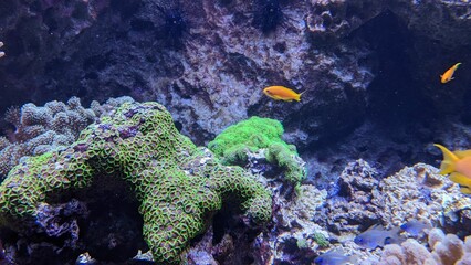 Fototapeta na wymiar fish swimming in coral 