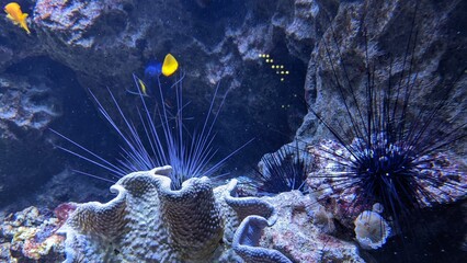 coral bottom with fish and sea urchins
