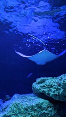 electric stingray floats in water

