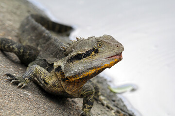 Water dragon lizard reptile sitting on a rock