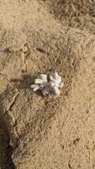 white coral lies on the sand
