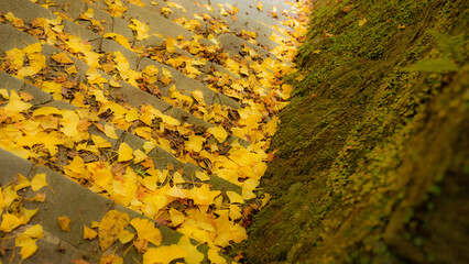 銀杏と階段