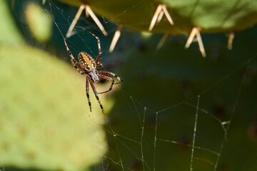 ARACNIDO TOMANDO EL SOL
