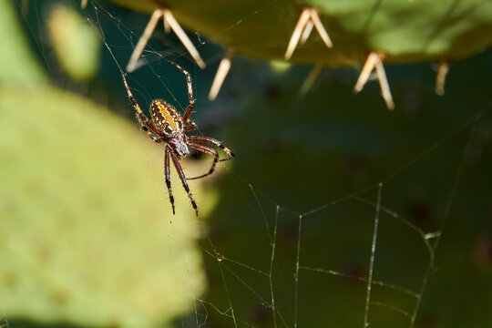 ARACNIDO TOMANDO EL SOL