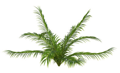 Collection of 3D tropical plants and foliage PNG illustrations.