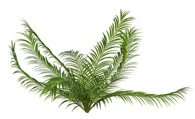 Naklejka na ściany i meble Collection of 3D tropical plants and foliage PNG illustrations.