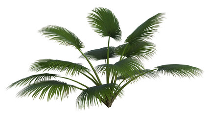 Fototapeta na wymiar Collection of 3D tropical plants and foliage PNG illustrations.
