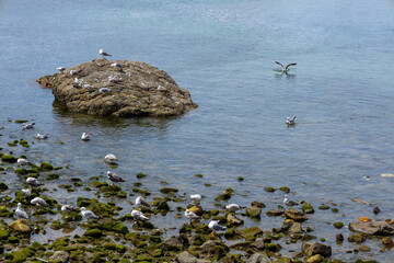 Several seagulls on the rocks of the coast.