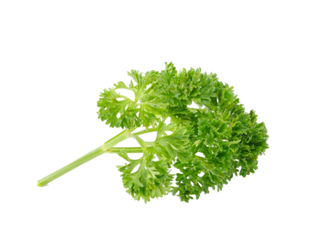 parsley isolated on transparent png