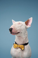 white bull terrier on a blue background. cute dog studio In yellow bows, for design.