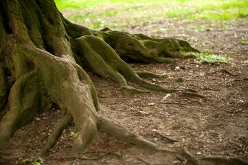 Tree roots visible through soil in forest