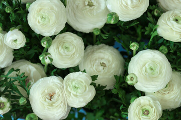 ranunculus flowers background.buttercup flowers background. Floral card in delicate white and blue colors. 