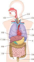 口腔・鼻腔・気管・肺・心臓・食道・消化・大腸・小腸・胃・肝臓・十二指腸 - obrazy, fototapety, plakaty