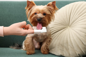 Woman brushing dog's teeth on couch, closeup