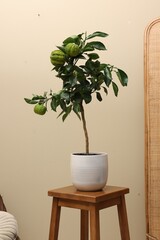 Idea for minimalist interior design. Small potted bergamot tree with fruits on wooden table near beige wall indoors