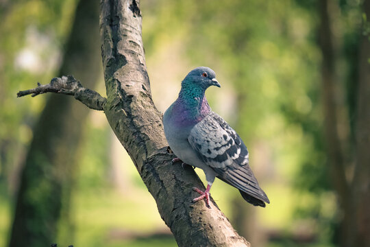 Close-up picture of a pigeon