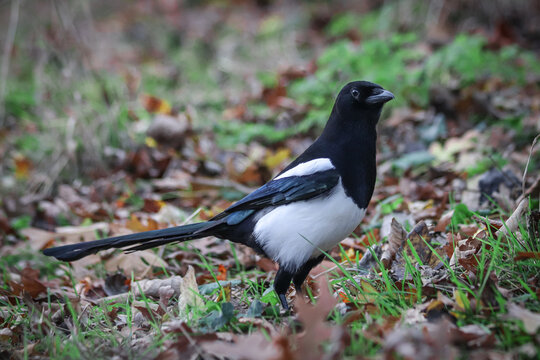Close-up picture of a Magpie