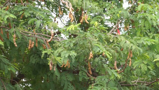 Tamarind (Also called Tamarindus indica, asam) fruit on the tree
