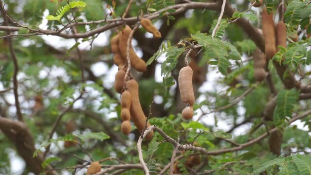 Tamarind (Also called Tamarindus indica, asam) fruit on the tree