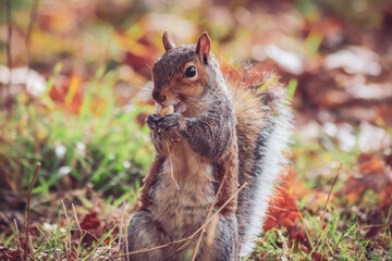 English Grey Squirrel in the park