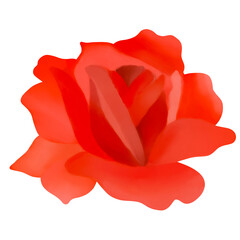 Beautiful Watercolor Flower Illustration